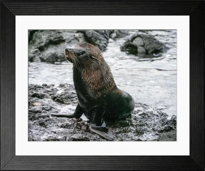 Framed Print : An adult Galapagos fur seal (Arctocephalus galapagoensis), Santiago Island, Galapagos, Ecuador, South America Framed Print : An adult Galapagos fur seal (Arctocephalus galapagoensis), Santiago Island, Galapagos, Ecuador, South America