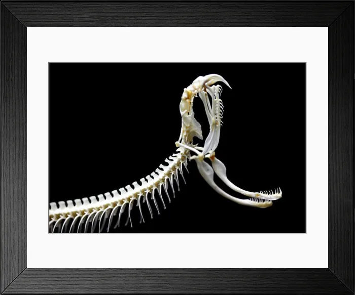 Framed Print : Rattle snake skeleton Framed Print : Rattle snake skeleton