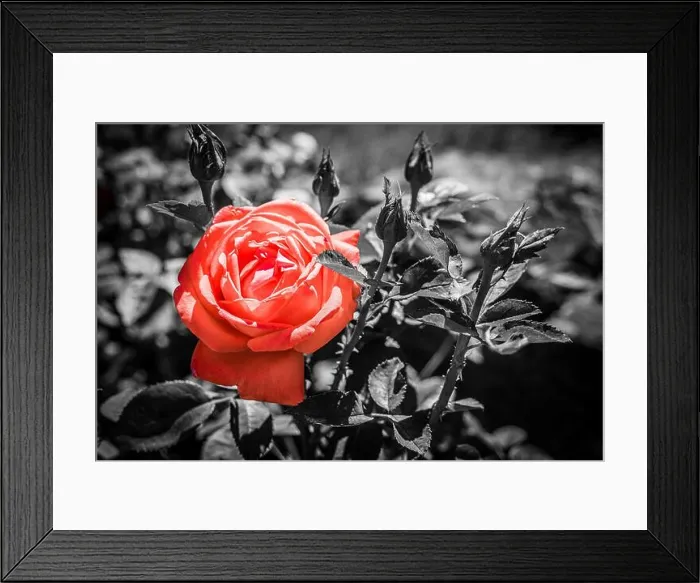 Framed Print : Isolated red rose on black and white Framed Print : Isolated red rose on black and white