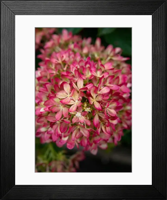 Framed Print : Hydrangea Paniculata Living Little Love a compact garden shrub with flowers changing from cream to pink Framed Print : Hydrangea Paniculata Living Little Love a compact garden shrub with flowers changing from cream to pink