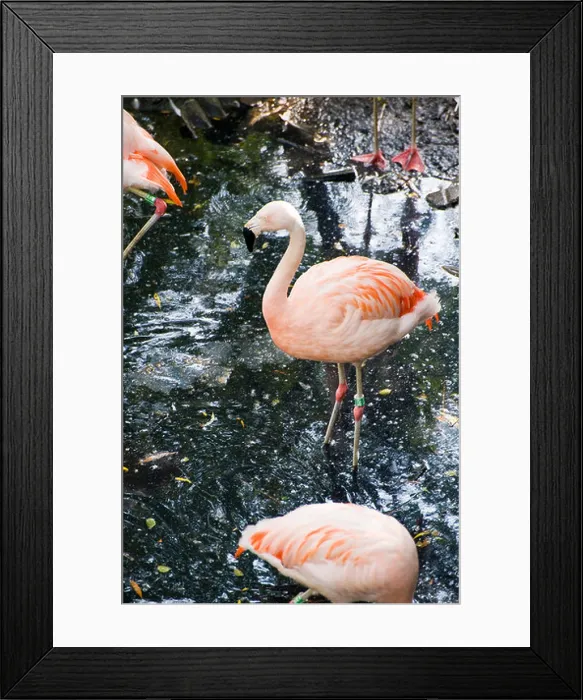 Framed Print : Chilean Flamingo (Phoenicopterus chilensis), pink