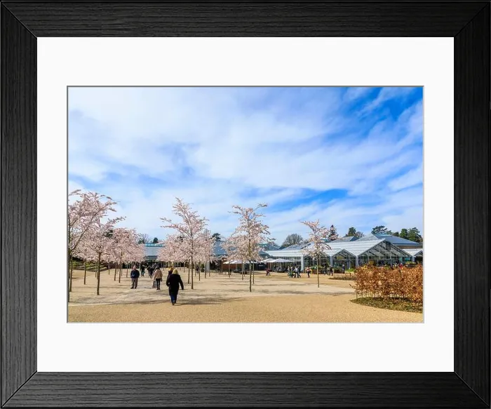 Framed Print : Wisley closed: visitors enjoy white Yoshino trees flowering at the entrance to RHS Garden Framed Print : Wisley closed: visitors enjoy white Yoshino trees flowering at the entrance to RHS Garden