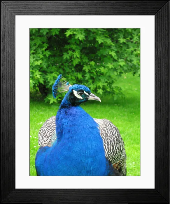 Framed Print : peacock Pfau Framed Print : peacock Pfau