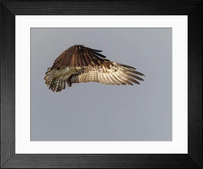 Framed Print : An osprey stops midair in search of its prey Framed Print : An osprey stops midair in search of its prey