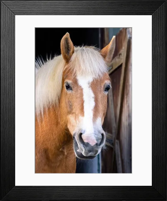 Framed Print : Portrait of a beautiful tan colored horse with a beige mane and a white stripe on the muzzle Framed Print : Portrait of a beautiful tan colored horse with a beige mane and a white stripe on the muzzle
