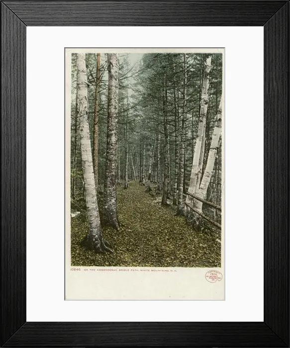 Framed Print : On The Ammonoosuc Bridle Path, White Mountains, N. H. still image, Postcards, 1898 - 1931 Framed Print : On The Ammonoosuc Bridle Path, White Mountains, N. H. still image, Postcards, 1898 - 1931