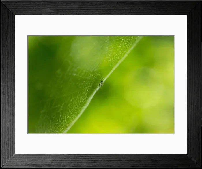 Framed Print : A spider balancing in its forest web Framed Print : A spider balancing in its forest web