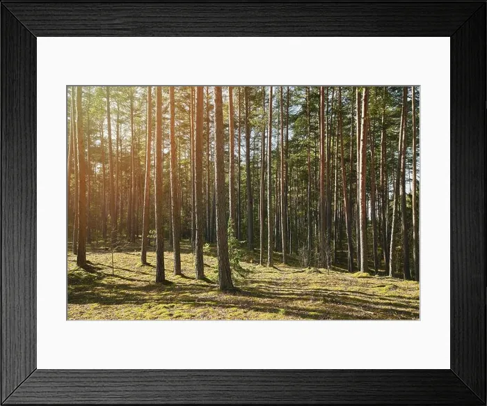 Framed Print : Pine tree forest in sun light day landscape Framed Print : Pine tree forest in sun light day landscape