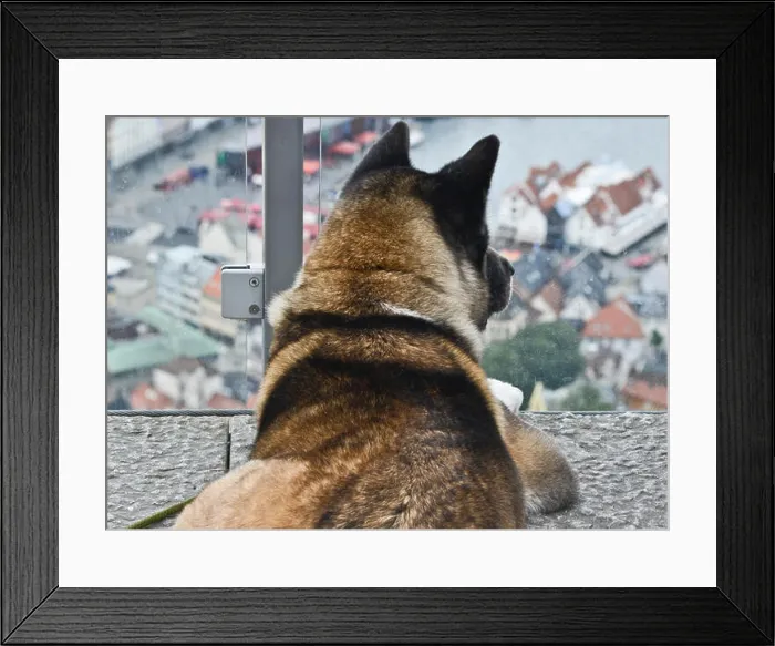 Framed Print : A dog staring at the Bergen harbor from Floyen Mountain, Norway Framed Print : A dog staring at the Bergen harbor from Floyen Mountain, Norway