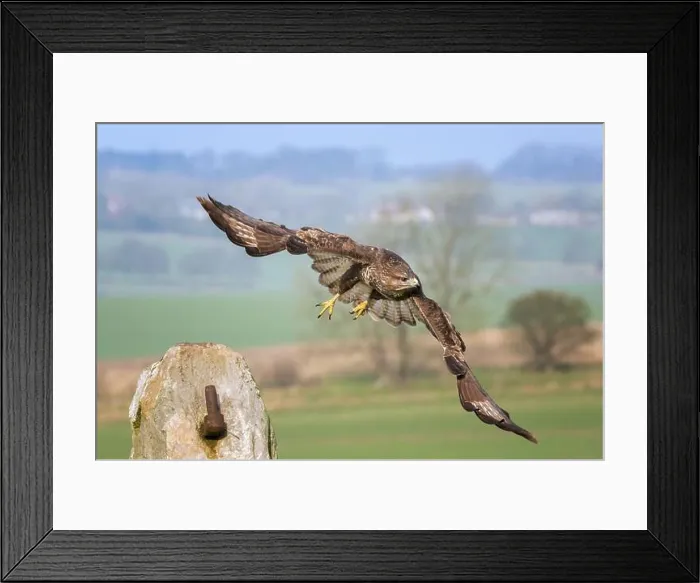 Framed Print : Buzzard, Buteo buteo, Marlborough Downs, near Swindon, Wiltshire Framed Print : Buzzard, Buteo buteo, Marlborough Downs, near Swindon, Wiltshire