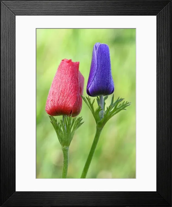 Framed Print : Red and purple Anemone flowers in the wild Framed Print : Red and purple Anemone flowers in the wild