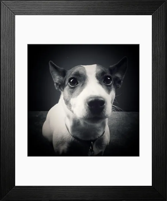 Framed Print : Close up of dog looking at camera. Black and white Framed Print : Close up of dog looking at camera. Black and white
