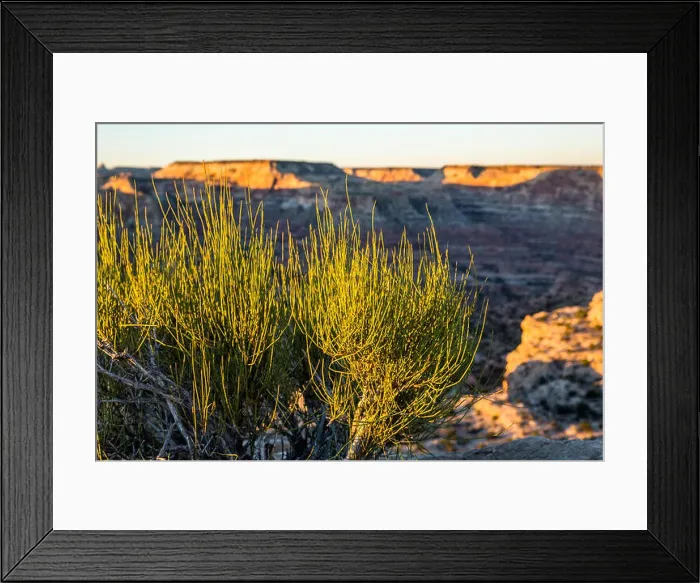 Framed Print : The Mormon Tea plant with bitter green stalks rising into evening light rests on the edge of a large canyon Framed Print : The Mormon Tea plant with bitter green stalks rising into evening light rests on the edge of a large canyon