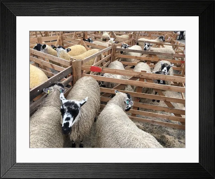 Framed Print : Masham Sheep Fair Framed Print : Masham Sheep Fair
