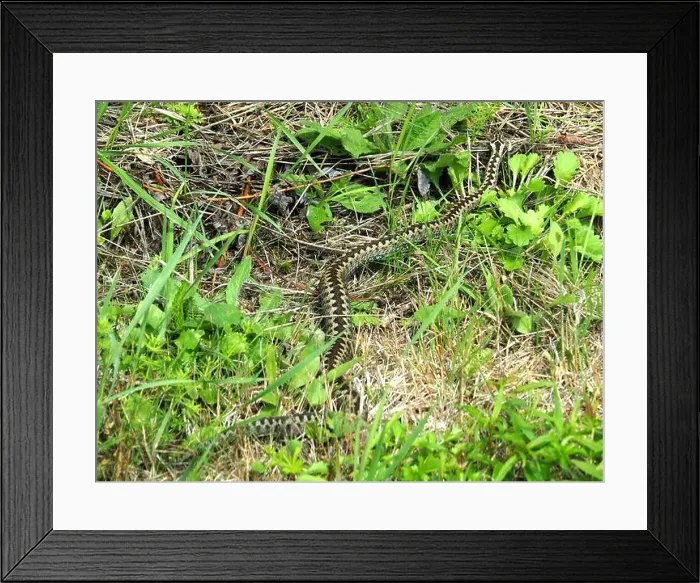 Framed Print : Common European adder, vipera berus Framed Print : Common European adder, vipera berus