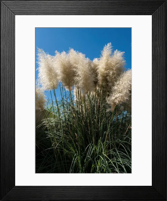 Framed Print : Cortaderia selloana Framed Print : Cortaderia selloana