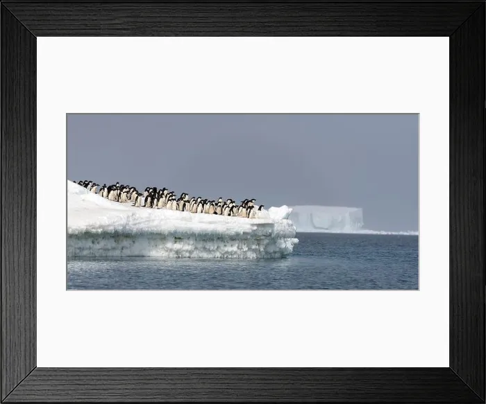 Framed Print : Adelie penguins (Pygoscelis antartica) throw themselves into the ocean to hunt for fish Framed Print : Adelie penguins (Pygoscelis antartica) throw themselves into the ocean to hunt for fish