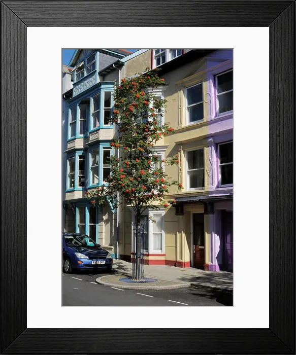 Framed Print : Sorbus aucuparia, Rowan tree berries on a street tree, Aberystwyth, Wales, UK Framed Print : Sorbus aucuparia, Rowan tree berries on a street tree, Aberystwyth, Wales, UK