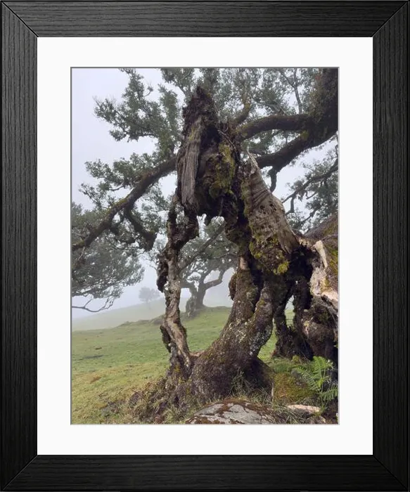 Framed Print : Close-up of hollow, moss-covered tree in the misty Fanal forest Framed Print : Close-up of hollow, moss-covered tree in the misty Fanal forest