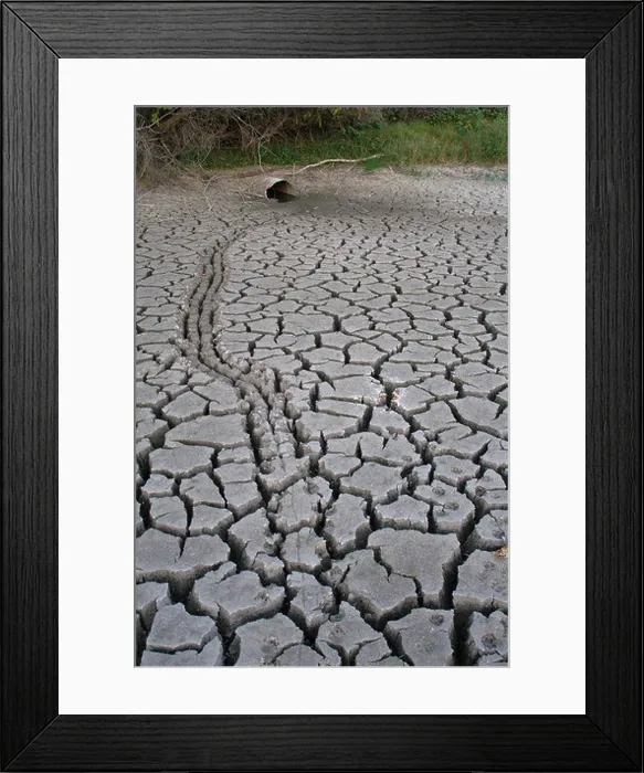 Framed Print : pond turtle tracks heading for pipe before pond dries Framed Print : pond turtle tracks heading for pipe before pond dries