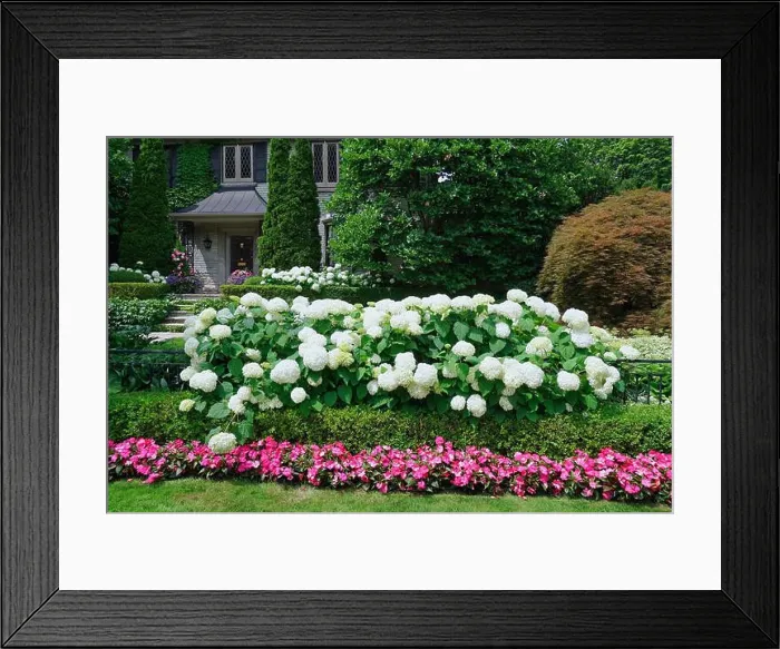 Framed Print : garden border with a hedge of hydrangea bushes and pink impatiens Framed Print : garden border with a hedge of hydrangea bushes and pink impatiens