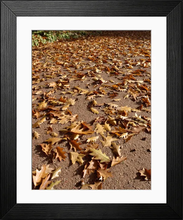 Framed Print : Garden pathway with oak leaves Framed Print : Garden pathway with oak leaves