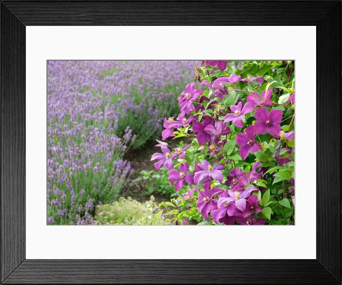 Framed Print : Beautiful clematis flowers in foreground and lavender on background not in focus Framed Print : Beautiful clematis flowers in foreground and lavender on background not in focus