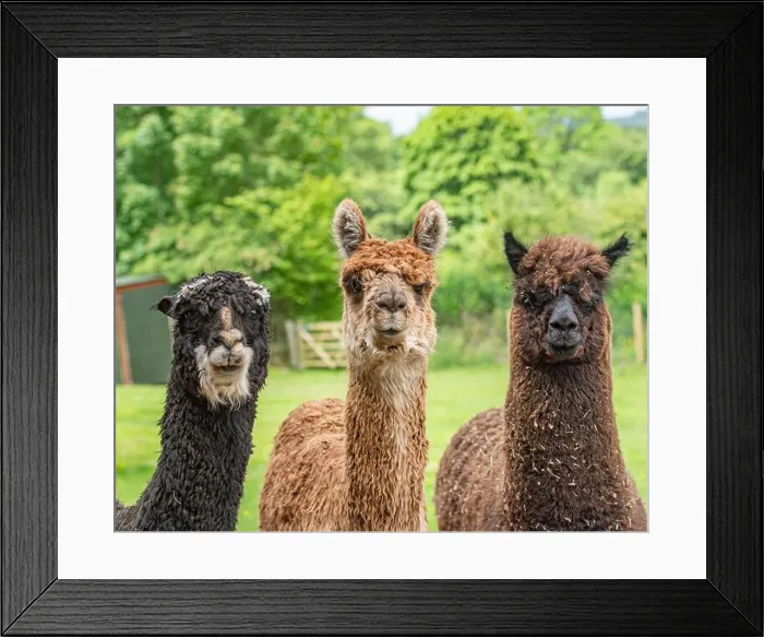 Framed Print : three alpacas