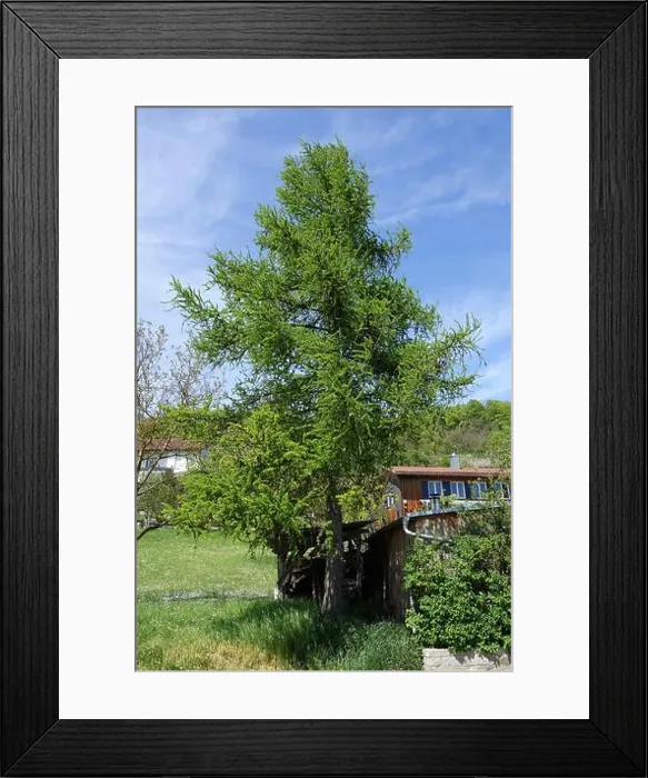 Framed Print : Larix europaea, Europaeische Laerche, European larch, fresh nedles, cones and flowers Framed Print : Larix europaea, Europaeische Laerche, European larch, fresh nedles, cones and flowers