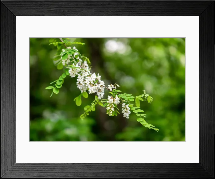 Framed Print : White acacia flowering. Robinia pseudoacacia Framed Print : White acacia flowering. Robinia pseudoacacia