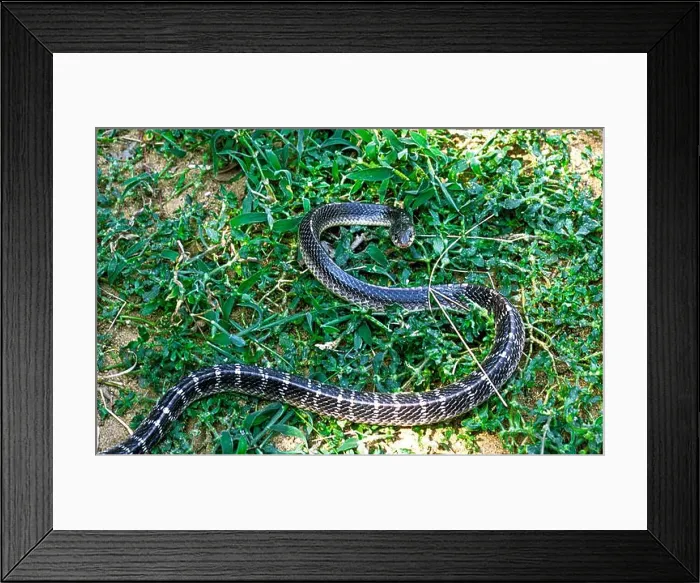 Framed Print : Snake Common krait (Bungarus caeruleus) captive Framed Print : Snake Common krait (Bungarus caeruleus) captive