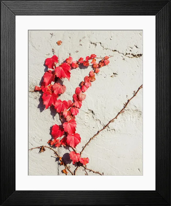 Framed Print : Red vine plant on the wall Framed Print : Red vine plant on the wall