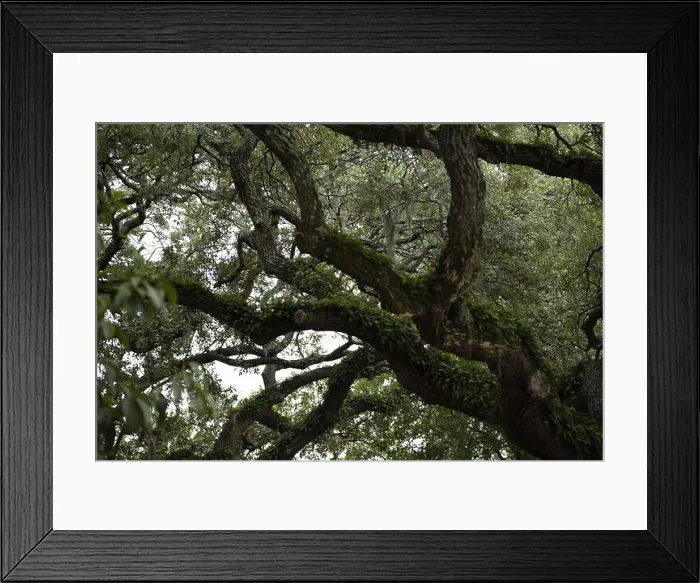 Framed Print : Trees covered in Spanish moss in Savannah GA Framed Print : Trees covered in Spanish moss in Savannah GA