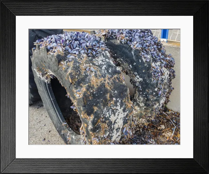 Framed Print : The colony of mollusks settled on big tires. Selective focus Framed Print : The colony of mollusks settled on big tires. Selective focus