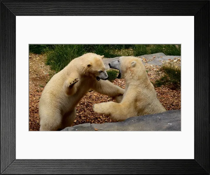 Framed Print : Polar Bears Play Fight, Vienna Zoo Framed Print : Polar Bears Play Fight, Vienna Zoo