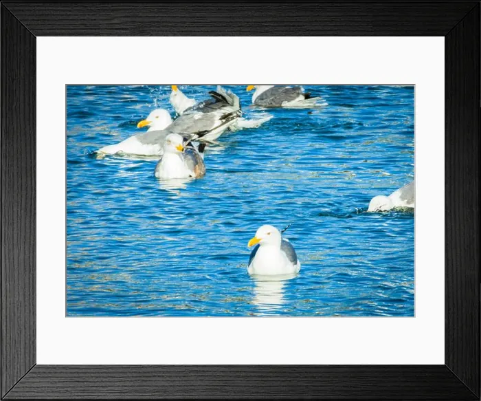Framed Print : White Pigeons Swimming in Blue Water