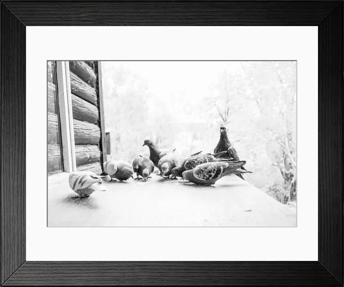 Framed Print : Pigeons grazing on porch Framed Print : Pigeons grazing on porch