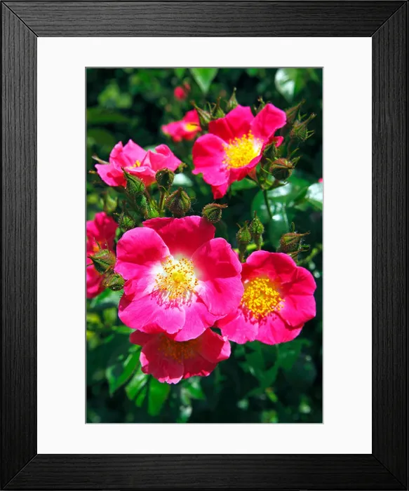 Framed Print : Rose, American Pillar variety (Rosa cultivar American Pillar), rambling rose, climbing rose Framed Print : Rose, American Pillar variety (Rosa cultivar American Pillar), rambling rose, climbing rose