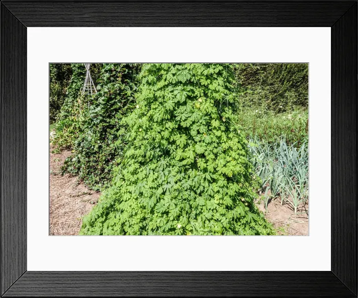 Framed Print : Momordica charantia, bitter melon growing in vegetable garden Framed Print : Momordica charantia, bitter melon growing in vegetable garden