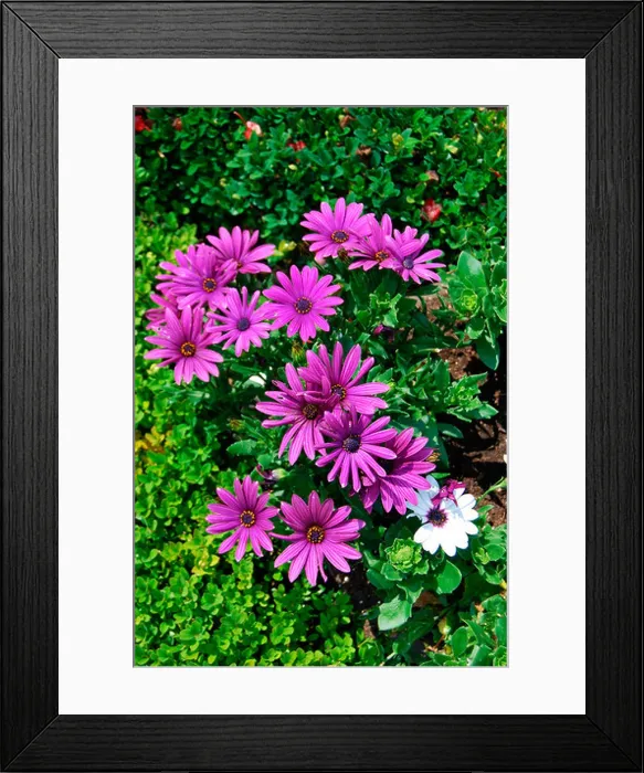 Framed Print : Purple daisy or Cape daisy or South African daisy (Osteospermum) Framed Print : Purple daisy or Cape daisy or South African daisy (Osteospermum)