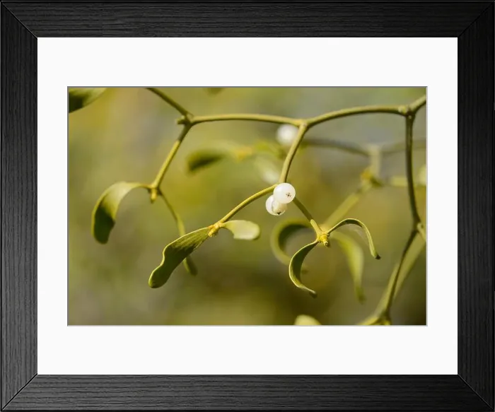 Framed Print : Fruiting Mistletoe, parasiting on Appletree Framed Print : Fruiting Mistletoe, parasiting on Appletree