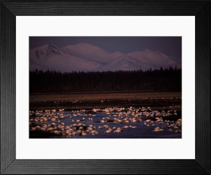 Framed Print : Snow Geese Chen hyperborea spring migration feeding in mudflats of delta of Kenai River Kenai National Wildlife Refuge