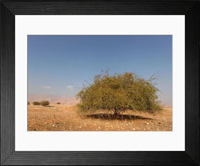Framed Print : Jericho Balsam tree Balanites Aegyptiaca in the Jordan Valley Framed Print : Jericho Balsam tree Balanites Aegyptiaca in the Jordan Valley