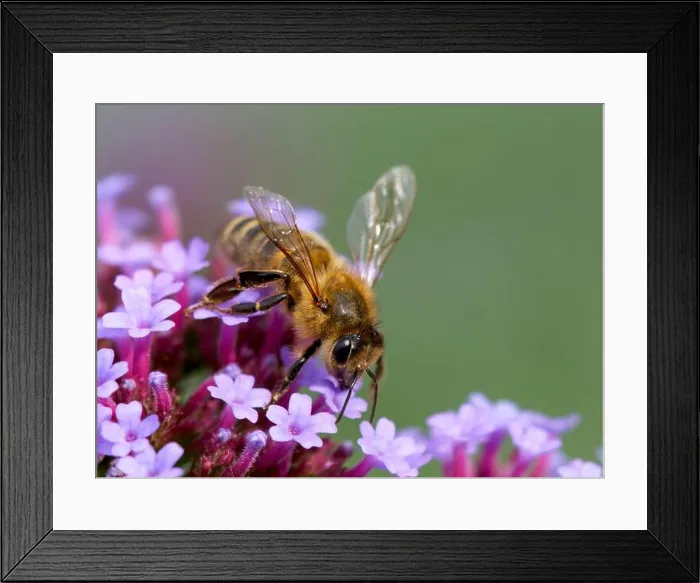 Framed Print : A worker Honeybee, (genus Apis), obtaining nectar and pollenating, a Verbena flower