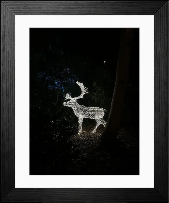 Framed Print : Christmas lights in Kew Gardens, London, UK Framed Print : Christmas lights in Kew Gardens, London, UK