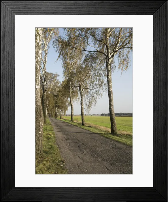 Framed Print : Autumn birches on a local road against the background of the blue sky in Poland Framed Print : Autumn birches on a local road against the background of the blue sky in Poland