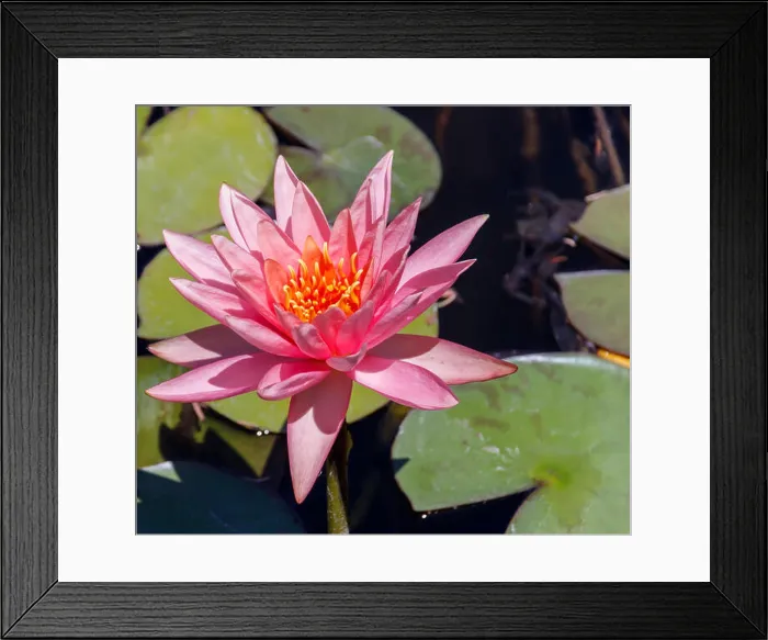 Framed Print : Big head of a pink lotus with leaves Framed Print : Big head of a pink lotus with leaves