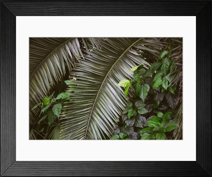 Framed Print : Rich green leaves and palm fronds create a lush backdrop