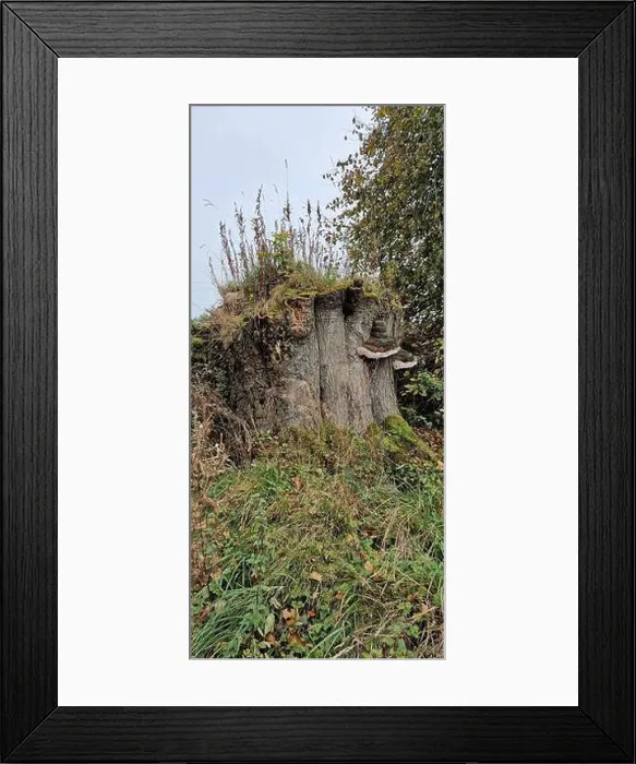 Framed Print : Fungus growing on trees in the Peak District, Northwest England Framed Print : Fungus growing on trees in the Peak District, Northwest England