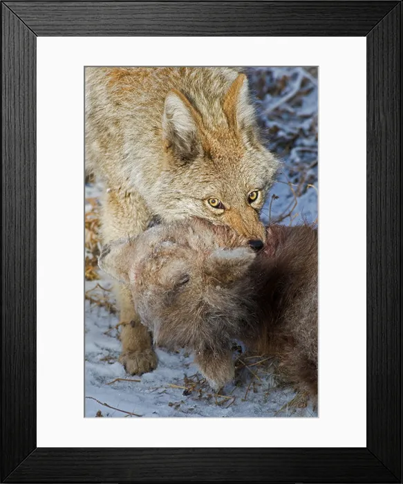 Framed Print : A image of an adult coyote dragging the body of a baby Bighorn Sheep after killing it Framed Print : A image of an adult coyote dragging the body of a baby Bighorn Sheep after killing it